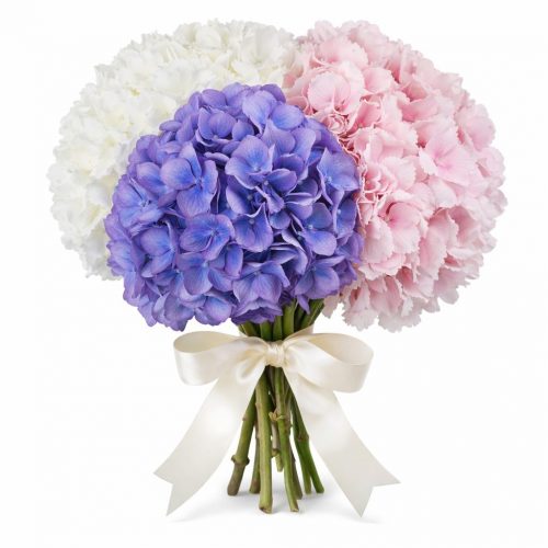 Гортензия Микс 1