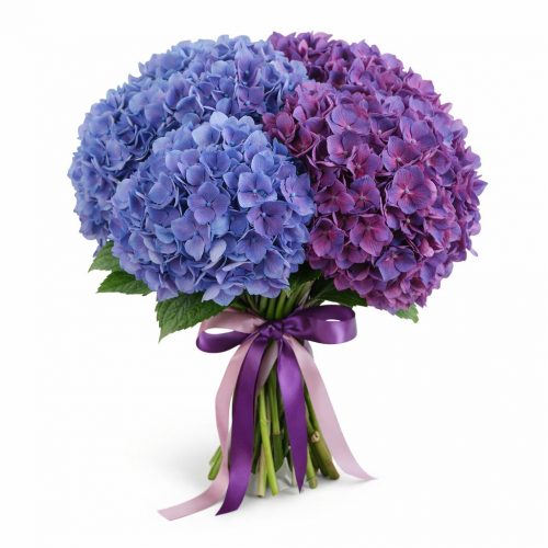 Гортензия Микс 2