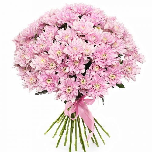 Хризантема кустовая розовая